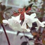 01 - Abelia_x_grandiflora - Edward Goucher Abelia