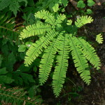 01 - Adiantum_pedatum - maidenhair fern