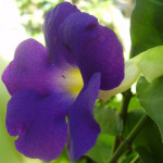 01 - Purple Allamanda