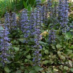 02 - Ajuga_reptans - carpet bugle