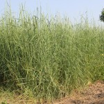 02 - agropyron-elangatum