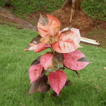 03 - Acalypha_wilkesiana - copper leaf