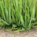 03 - Aloe-vera - aloe