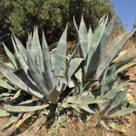 04 - Agave_americana - century plant