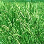 04 - Siberian-Wheatgrass