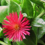 05 - aptenia cordifolia - Red Apple Iceplant