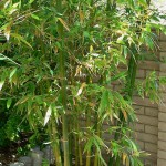 06 - Bambusa - bamboojpg