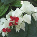 06 - Clerodendrum_thomsoniae_-_bleeding-heart_vine