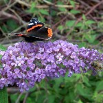 07 - Buddleja_davidii - butterfly bush