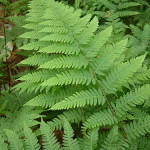 07 - athyrium filix-femina - fern_lady