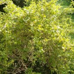 08 - Buxus_microphylla - japanese boxwood