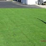 08 - Creeping Bentgrass, (Seaside variety)