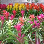 08 - bromeliaceae - bromeliads