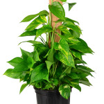 08 - pothos