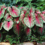 09 - caladiums