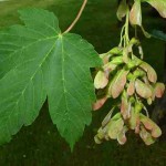 1- Acer pseudoplatanus – Sycamore Maple