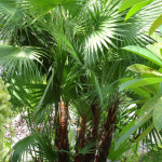 1 - acoelorrhaphe wrightii - paurotis palmjpg