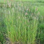 10 - Meadow Foxtail