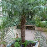 10 - Phoenix roebelenii - pygmy date palm