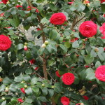 11 - Camellia_japonica - Camellia