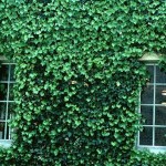 11 - English Ivy2jpg