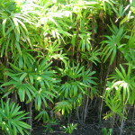 11 - Rhapis excelsa - henry lady palm