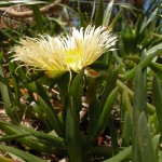 11 - carpobrotus-edulis - Hottentot Fig