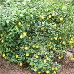 11 - citrus-limon - lemon