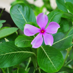 12 - Catharanthus_roseus - Periwinkle