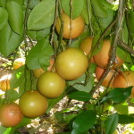 12 - Citrus paradisi - grapefruit