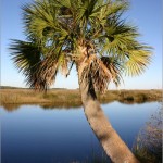 12 - Sabal palmetto - cabbage palm