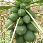 13 - Carica_papaya - papaya