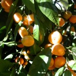 13 - Citrus reticulata - mandarin orange