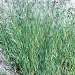 13 - california_brome--bromus_carinatus