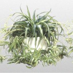 13 - chlorophytum comosum - spiderplant