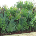 13 - serenoa repens - small saw palmetto