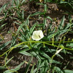 14 - Ipomoea_stolonifera - seafoam morning glory