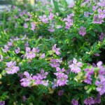 14 - cuphea hyssopifolia - False Heather