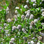 15 - Ceanothus_thyrsiflorus - blue blossomjpg