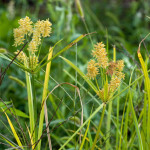 15 - Cyperus - umbrella sedge