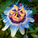 15 - Passion Flower