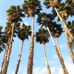 15 - Washingtonia robusta - mexican fan palm