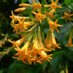 16 - Cestrum_aurantiacum - orange cestrum