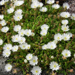 16 - delosperma - White Iceplant