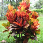 17 - Codiaeum variegatum - croton