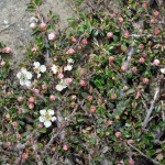 17 - cotoneaster microphyllus - rockspray