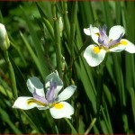 17 - dietes - african-iris