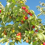 18 - CornusMas - cornelian cherry
