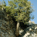 18 - Cupressus sempervirens - italian cypress