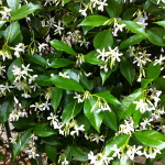 18 - Star Jasmine